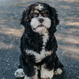 Bruno - Cockapoo