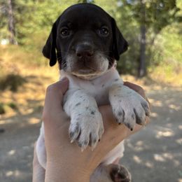 Lassen - Light Pink Collar - Liver and white female German Shorthaired Pointer puppy in Mokelumne Hill, California from Underhill GSP