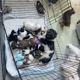 Shih Tzu Puppies from Eunice's Shih Tzu