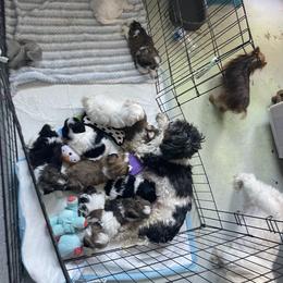 Shih Tzu Puppies from Eunice's Shih Tzu