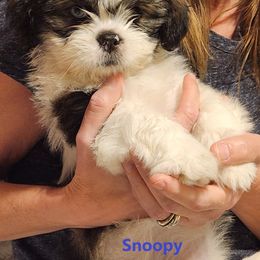 Lhasa Apso Puppies from Lotsa Apsos