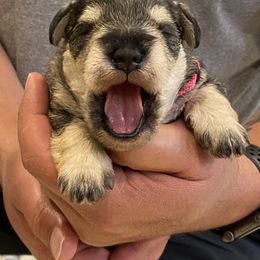Miniature Schnauzer Puppies from Black Gold Miniature Schnauzers