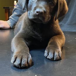 Labrador Retriever Puppies from pinecrest kennels