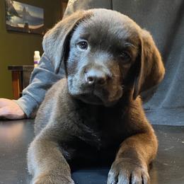 Labrador Retriever Puppies from pinecrest kennels