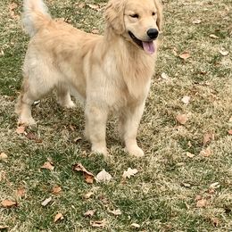 Golden Retriever Puppies from Glacier Goldens