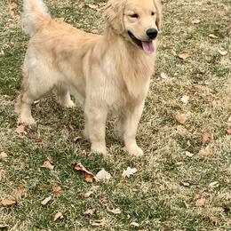Golden Retriever Puppies from Glacier Goldens