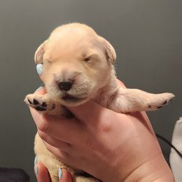 Girl 7 - female Golden Retriever puppy in Carlisle, Ohio from Hermosa Havanese and Golden Retrievers