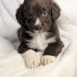 Bentley (Dark Blue collar) - Brown and white male Aussiedoodle puppy in Coulee City, Washington from Mr and Mrs Doodle Farm