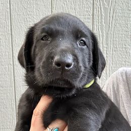 Oakley - Black male Labrador Retriever puppy in Dillwyn, Virginia from Darbytown Labradors