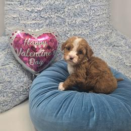 Luke - 15 oz - Red  male Goldendoodle puppy in Floyd, Virginia from Hearts and Paws Poodles and Doodles