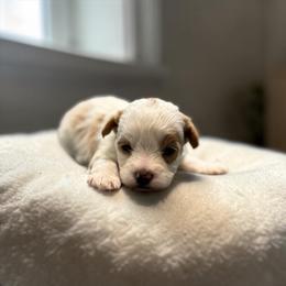 Theo - White male Maltipoo puppy in Bowling Green, Kentucky from Denise Clark