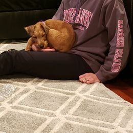 Irish Terrier Puppies from Galeway Irish Terriers