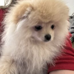 Carmella - Pomeranian