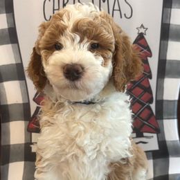 Indy - Yellow and white male Bernedoodle puppy in Sparrows Point, Maryland from Rosie’s Puppies