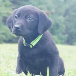 Mr. Lime Green Collar - Black Male - Black male Labrador Retriever puppy in Johnston, South Carolina from Dry Pond Retrievers, LLC