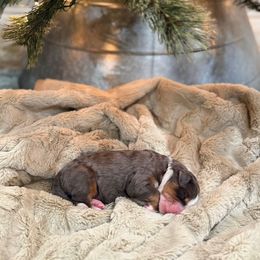 Mouse Queen - female Golden Mountain Doodle puppy in Victoria, Texas from Deidre's Doodles