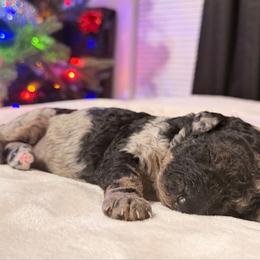 El(eleven) - Merle female Goldendoodle puppy in Eureka, California from North Coast Doodles