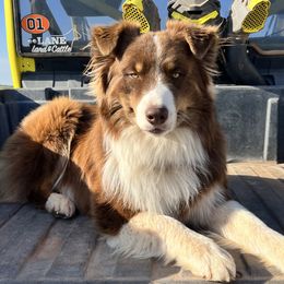 Hondo - Australian Shepherd