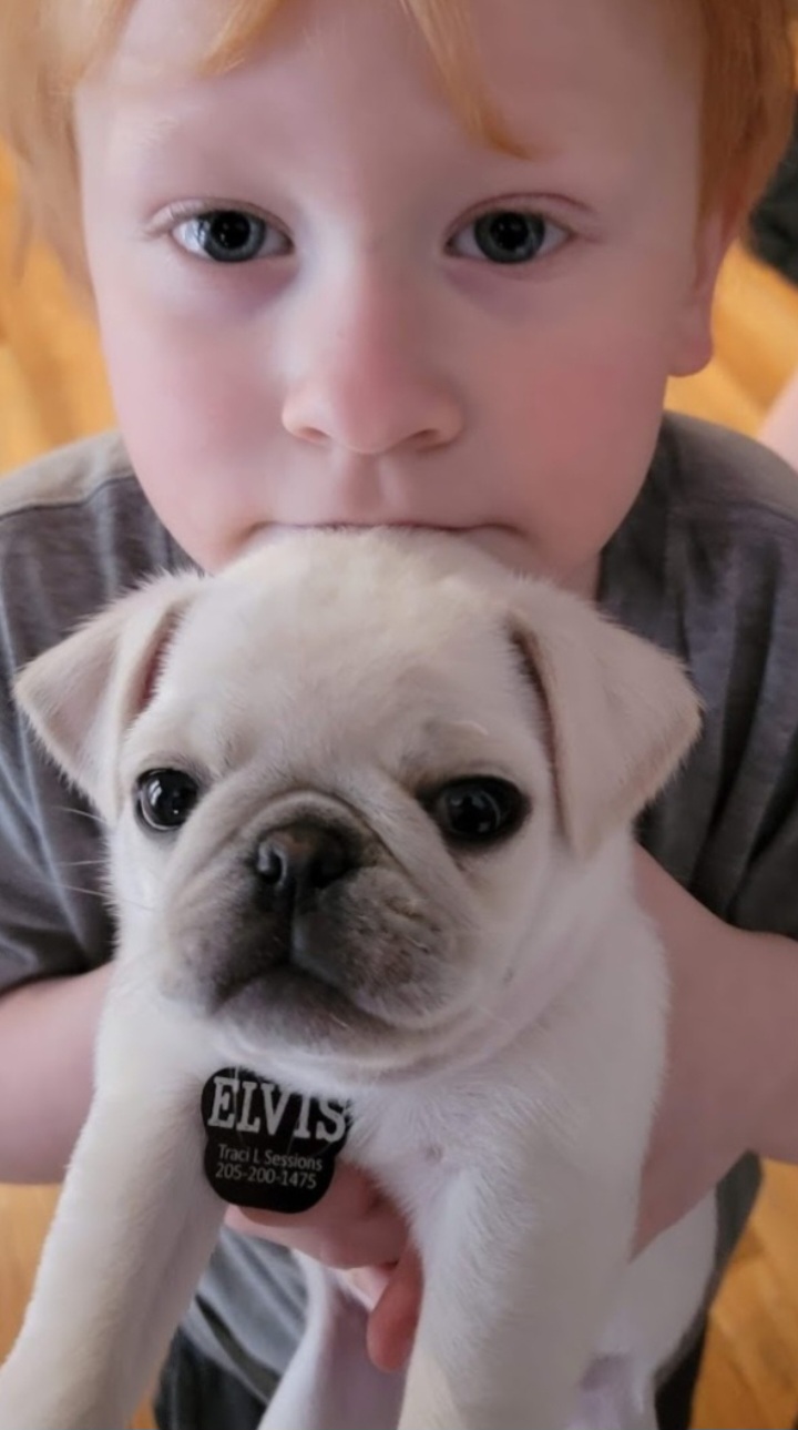 E - Pug
