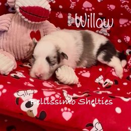Willow - Blue merle and white female Shetland Sheepdog puppy in Idaho from Bellissimo Shelties