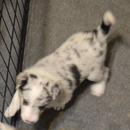 Joker - Blue merle male Border Collie puppy in San Tan Valley, Arizona from Sherry's Border Collies