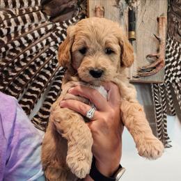 Kokomo - Red  male Goldendoodle puppy in Forest, Ohio from Mini Doodle Buddies