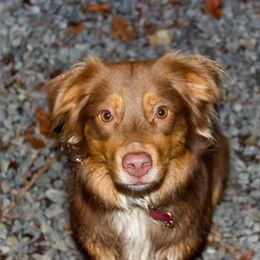 Sierra - Miniature Australian Shepherd