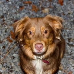 Sierra - Miniature Australian Shepherd
