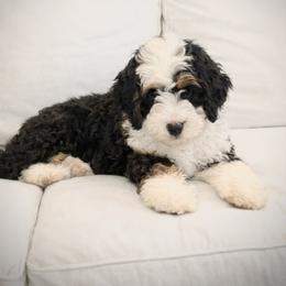 Bernedoodle puppies from Kingdom Kennels