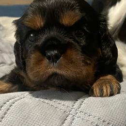 Cora - Black and tan female Cavalier King Charles Spaniel puppy in Churchville, Virginia from Karma's Cavaliers