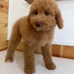 Tesla - Cream female Goldendoodle puppy in Payson, Utah from Country Sky Doodles