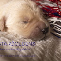 Girl 1 - Golden Retriever puppy in Grand Blanc, Michigan from Vista Goldens