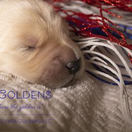 Girl 1 - Golden Retriever puppy in Grand Blanc, Michigan from Vista Goldens