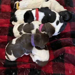 German Shorthaired Pointer and Russell Terrier Puppies from Charnobragan Acres