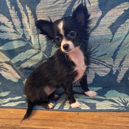 GIULIA - Black and white female Chihuahua puppy in Branford, Florida from Mbjs Doxies and chihuahuas