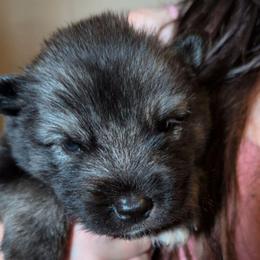 Vader - Agouti and white male Siberian Husky puppy in Richland, Mississippi from Feazell’s Siberian Huskies