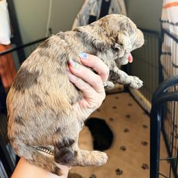 Milkyway - Merle male Goldendoodle puppy in Lexington, North Carolina from Southern Grace Acres