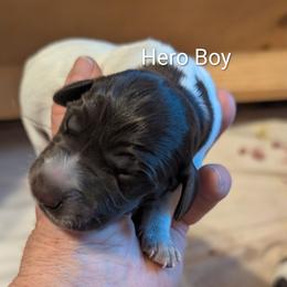 Hero - Liver roan male German Shorthaired Pointer puppy in Boulder Creek, California from Paloma Vista Ranch