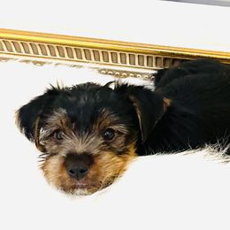 Yorkshire Terrier Puppies from Yuppie Yorkies