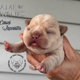 Game of Thrones, Cersei Lannister (maybe fluffy) - Cream female French Bulldog puppy in Salem, Oregon from Toy House Frenchies