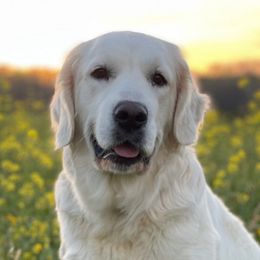 Magnolia - Golden Retriever