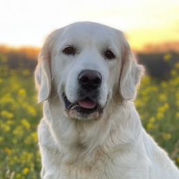 Magnolia - Golden Retriever