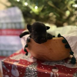 Bell - Black female Miniature Schnauzer puppy in Greenville, South Carolina from Synergy Schnauzers