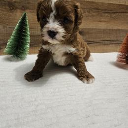 Bernedoodle, Cavapoo, and Newfypoo Puppies from Peaceful Pines LLC