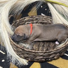 Girl 3 (Aaqiyda) - Red Azawakh puppy in Philadelphia, Pennsylvania from Kel Imajaghan