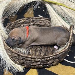 Girl 3 (Aaqiyda) - Red Azawakh puppy in Philadelphia, Pennsylvania from Kel Imajaghan