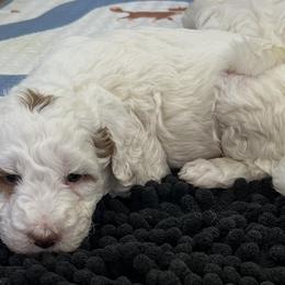Handsome petite - Parti male Goldendoodle puppy in Boaz, Alabama from Doodles All Day