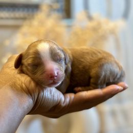 Red Collar - Red male Cavapoo puppy in Palm Beach County, Florida from Benji’s Cockapoos