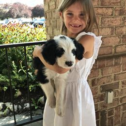 Old English Sheepdog and Sheepadoodle Puppies from Doodlefolk