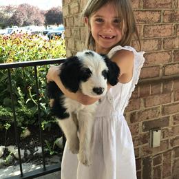Old English Sheepdog and Sheepadoodle Puppies from Doodlefolk